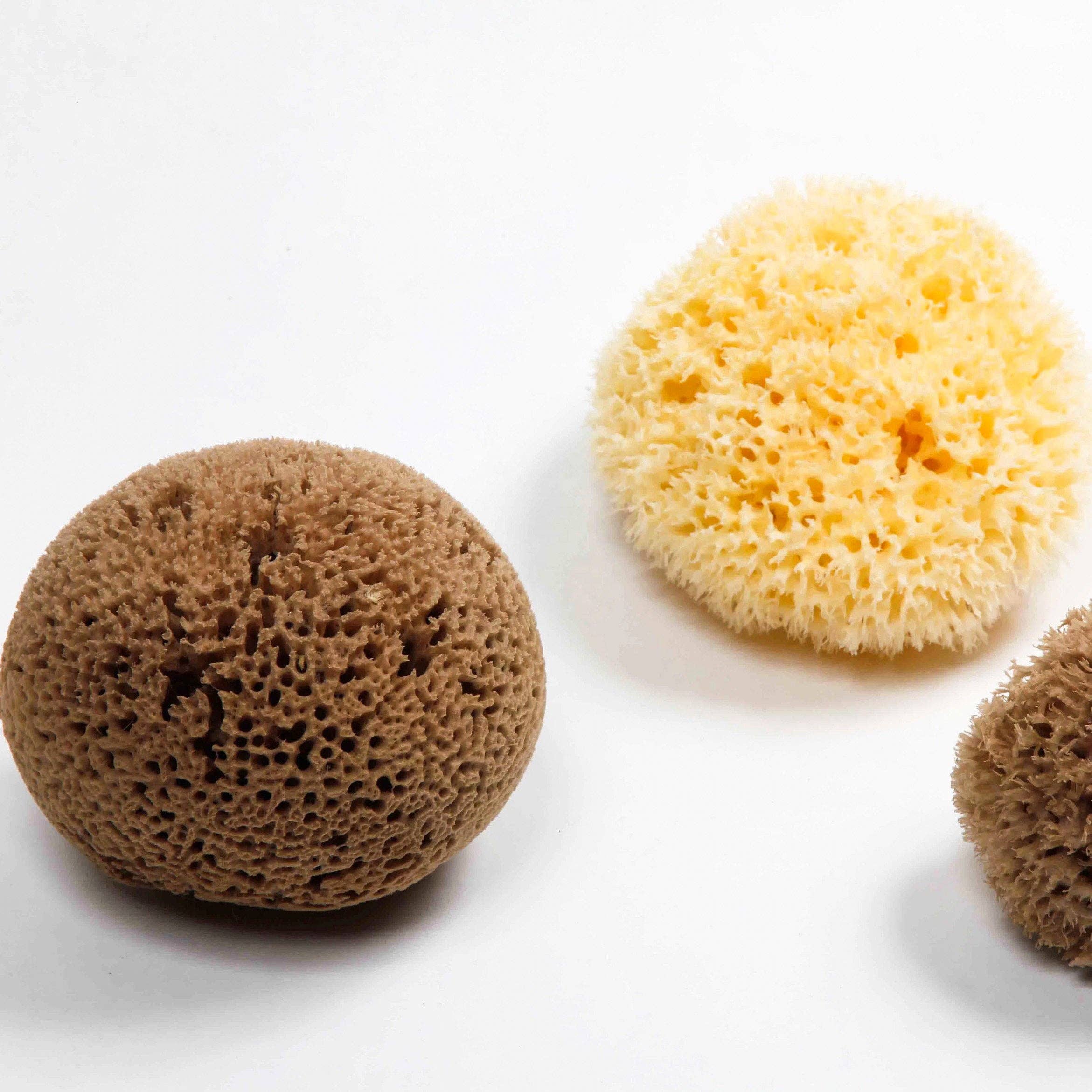 Natural Sea Sponge - Plastic Free Organic Sea Sponge